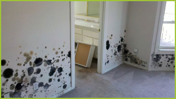 Mold Prevention by PureSpace