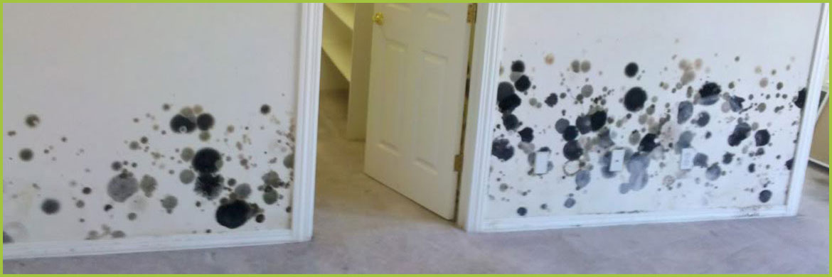 So You’ve Spotted Some Black Mold