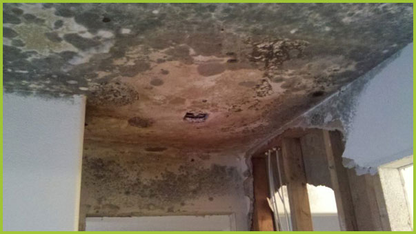 mold removal and prevention