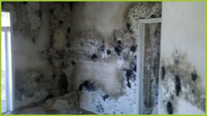 Mold Damage Portland, OR