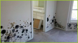 Mold Removal Portland, OR - Before mold removal in house hallway walls