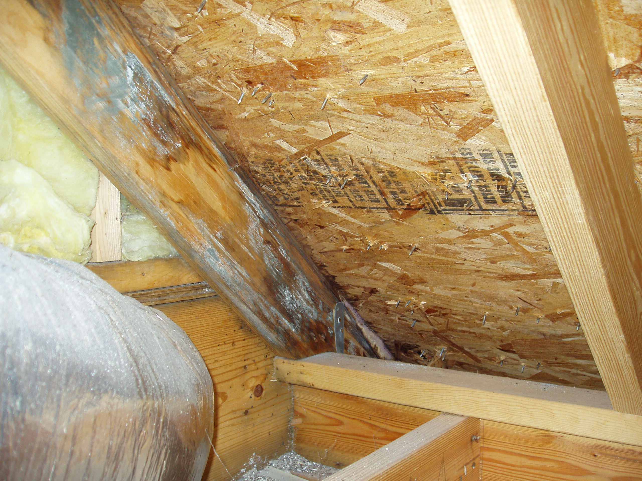 Dealing With Attic Mold